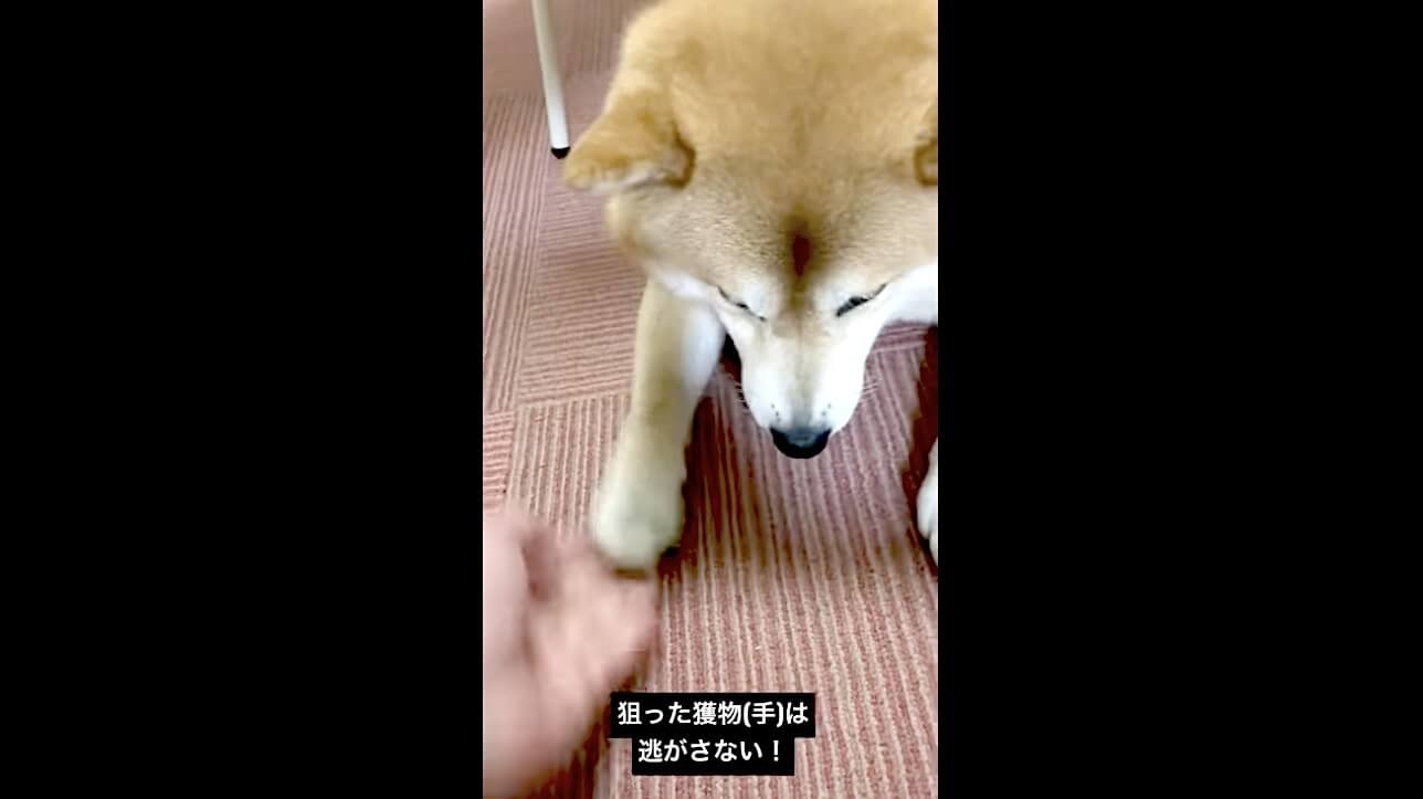 柴犬,動画,イッヌドットライフ