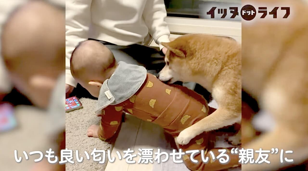 柴犬,動画,イッヌドットライフ