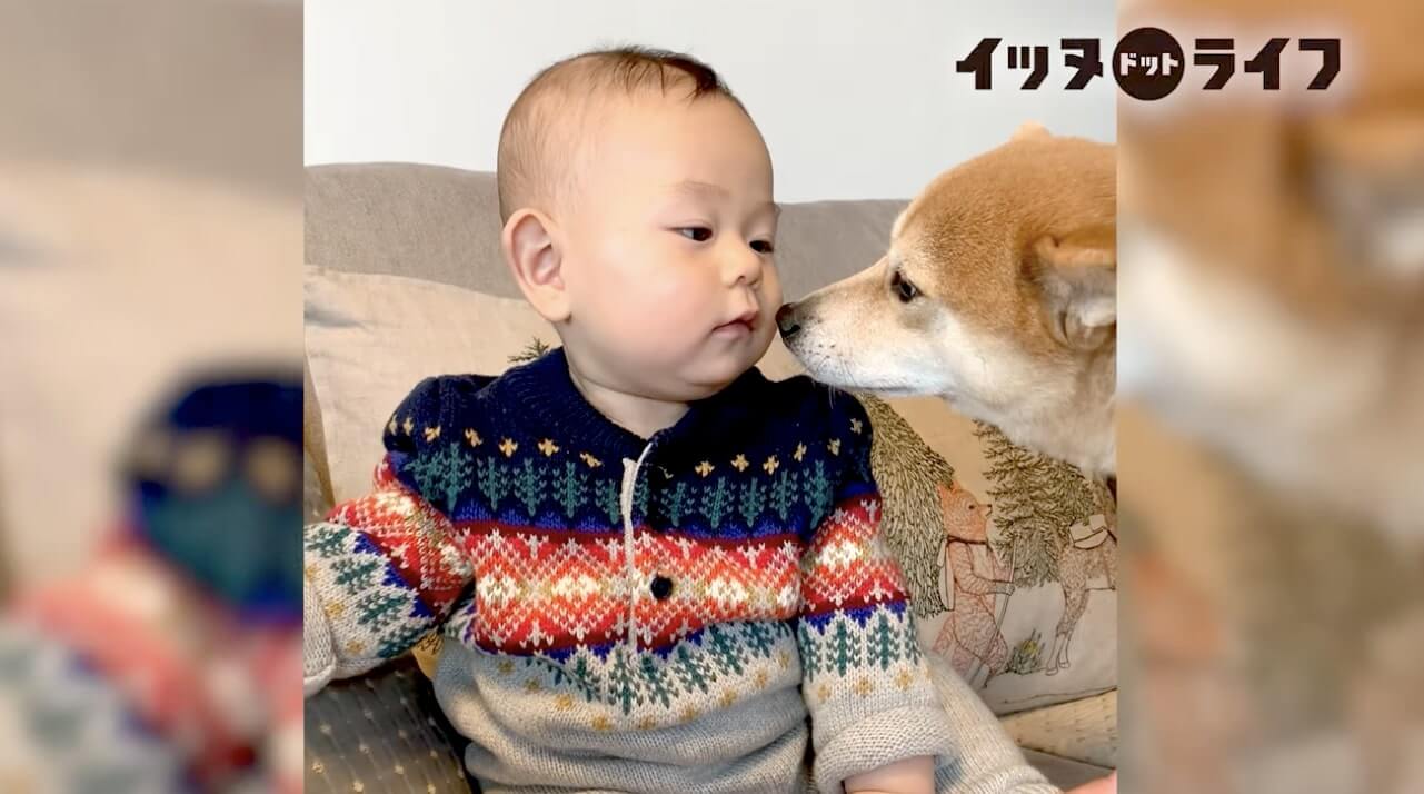 柴犬,動画,イッヌドットライフ