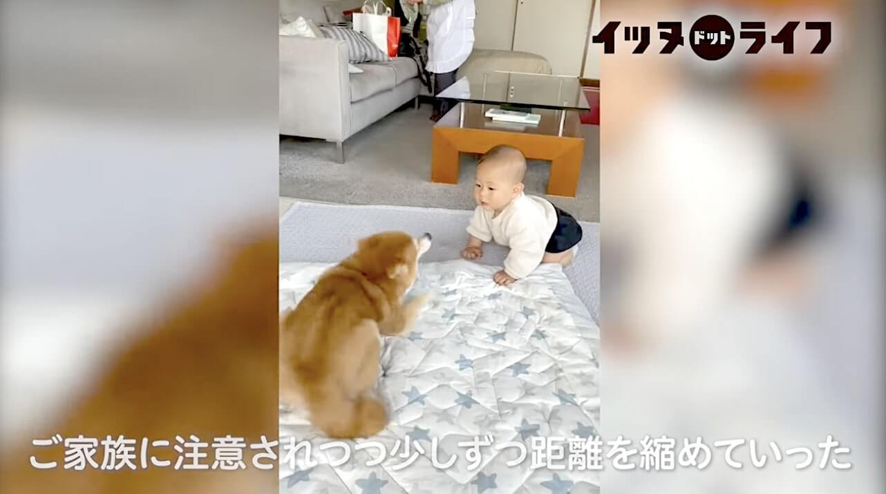 柴犬,動画,イッヌドットライフ