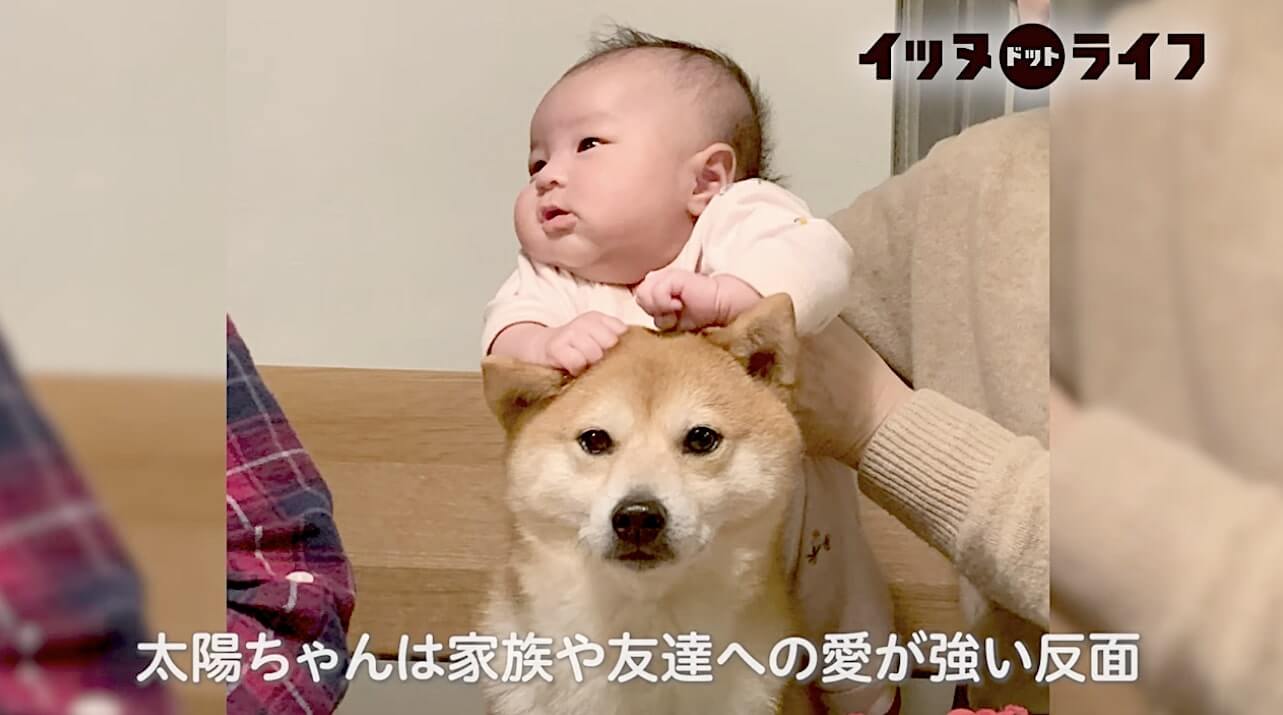 柴犬,動画,イッヌドットライフ