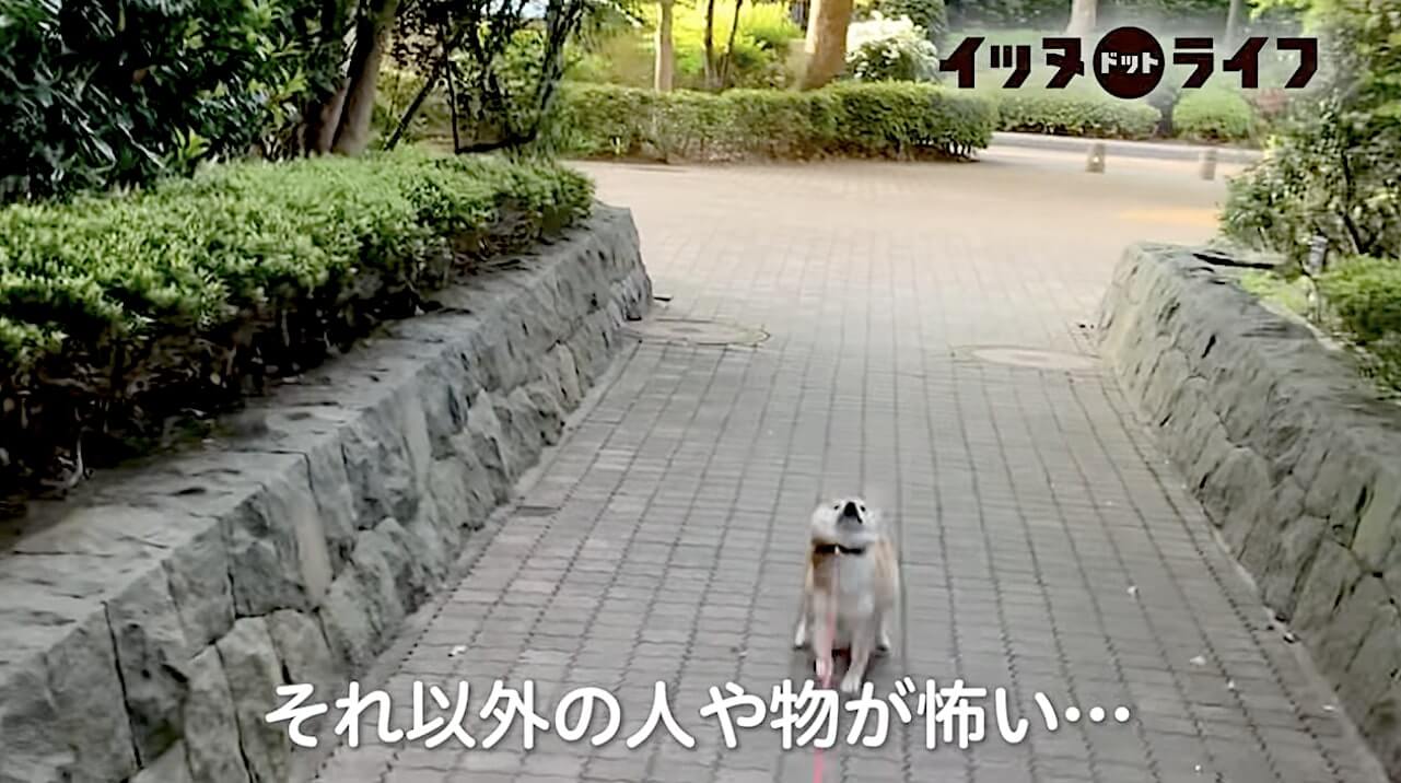 柴犬,動画,イッヌドットライフ