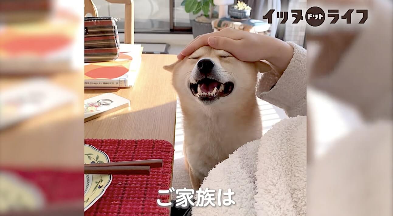 柴犬,動画,イッヌドットライフ