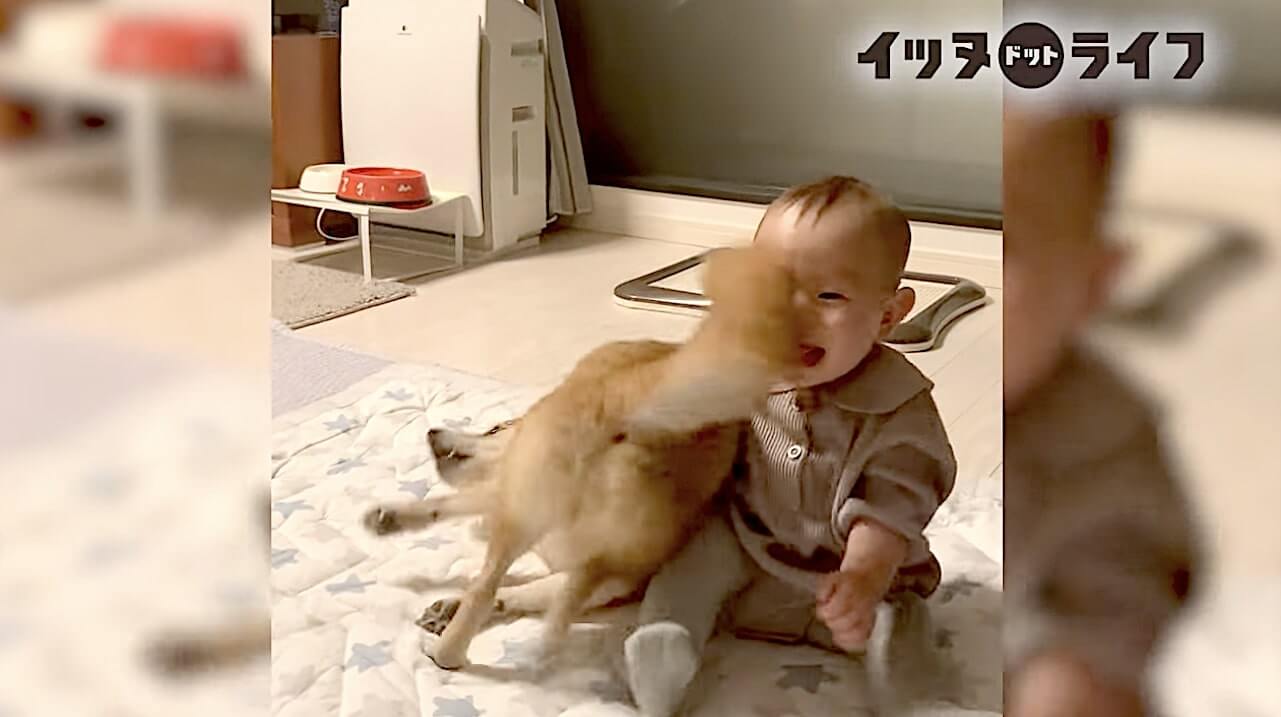 柴犬,動画,イッヌドットライフ
