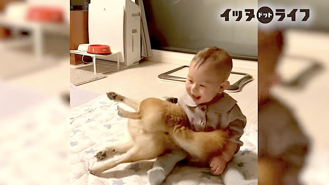柴犬,動画,イッヌドットライフ