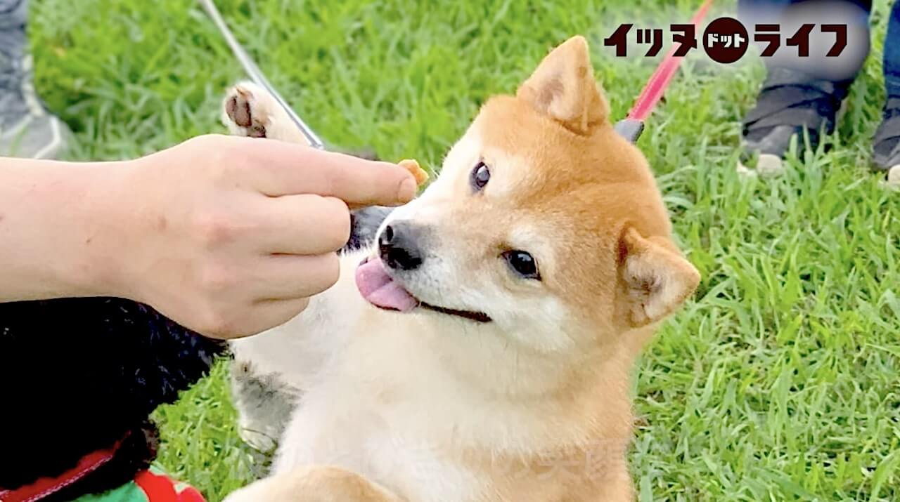 柴犬,動画,イッヌドットライフ