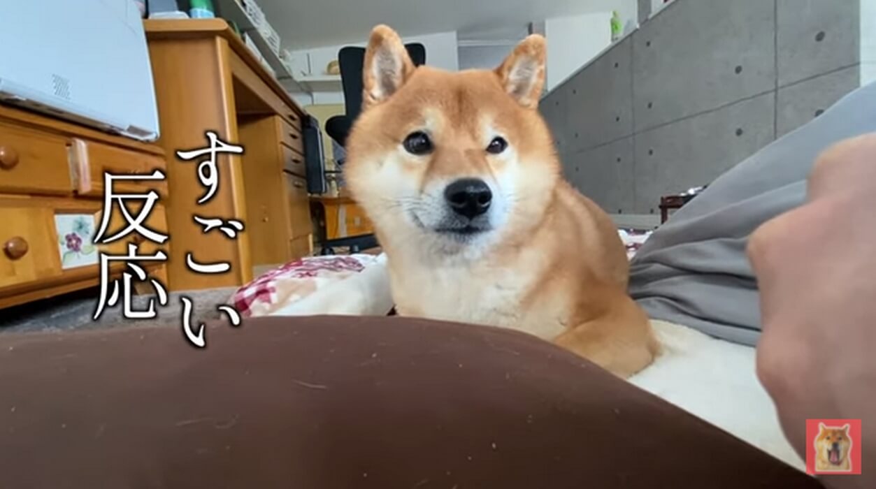 柴犬,YouTube