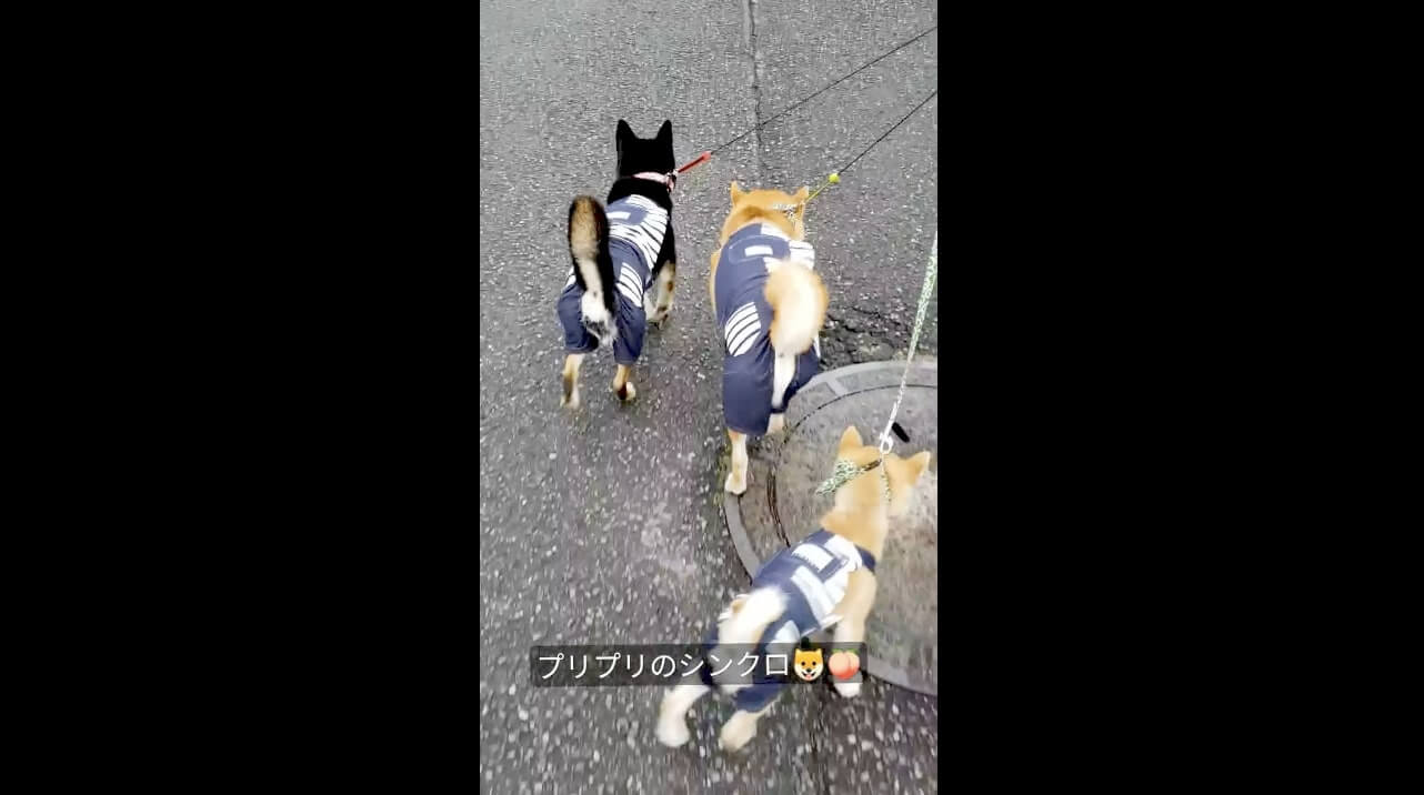 柴犬,動画,イッヌドットライフ