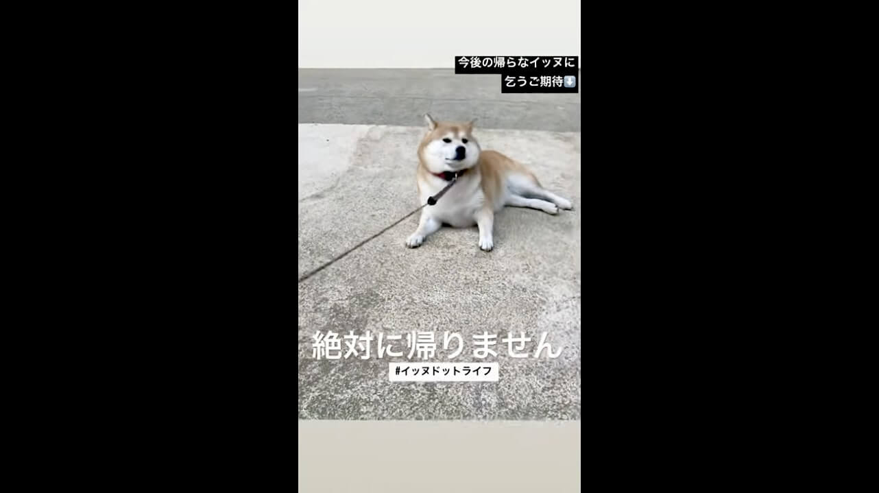 柴犬,動画,イッヌドットライフ