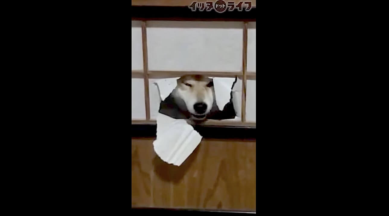 柴犬,動画,イッヌドットライフ