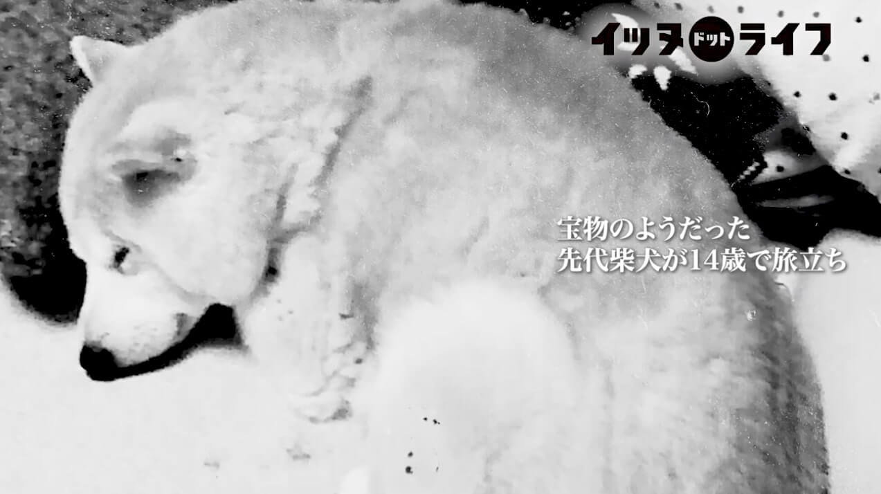 柴犬,動画,イッヌドットライフ