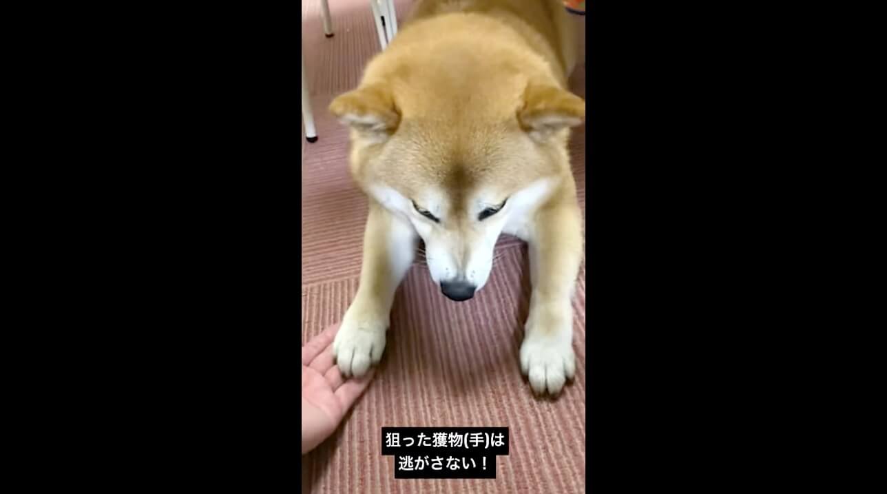 柴犬,動画,イッヌドットライフ