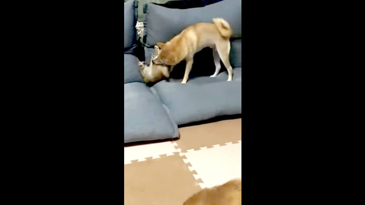 柴犬,動画,イッヌドットライフ