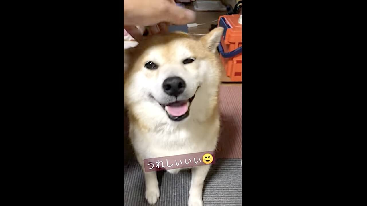 柴犬,動画,イッヌドットライフ