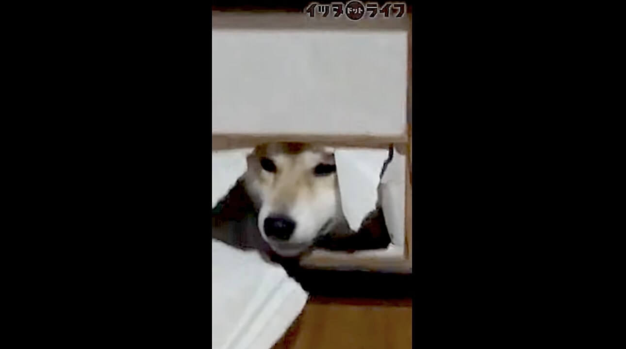 柴犬,動画,イッヌドットライフ