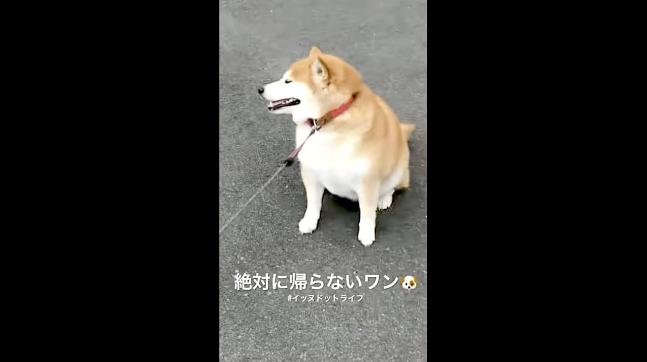 柴犬,YouTube