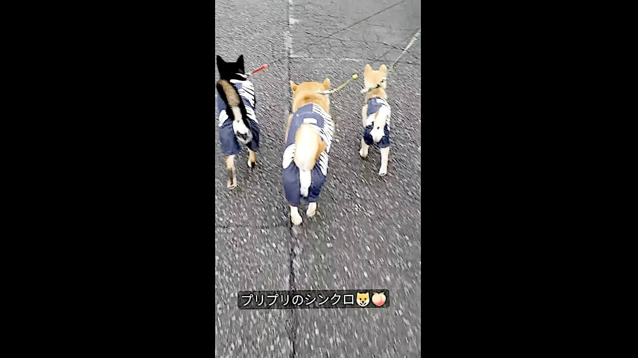 柴犬,動画,イッヌドットライフ