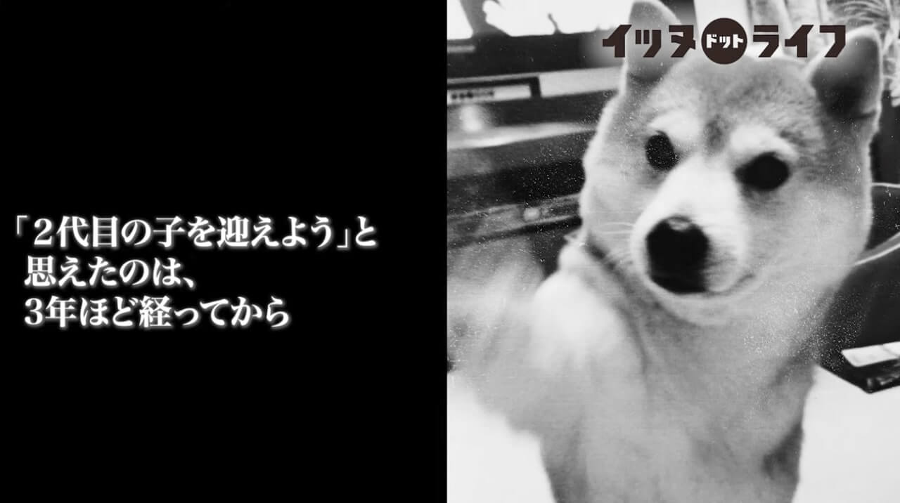 柴犬,動画,イッヌドットライフ