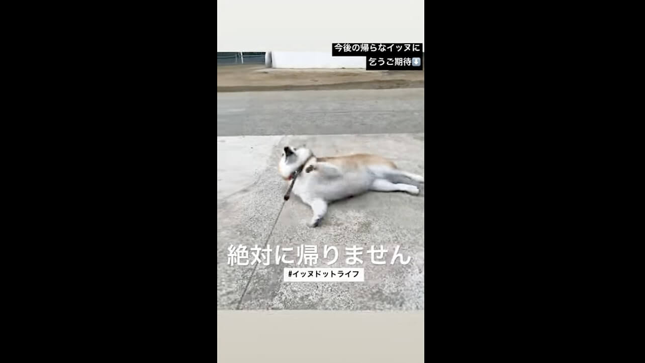 柴犬,動画,イッヌドットライフ