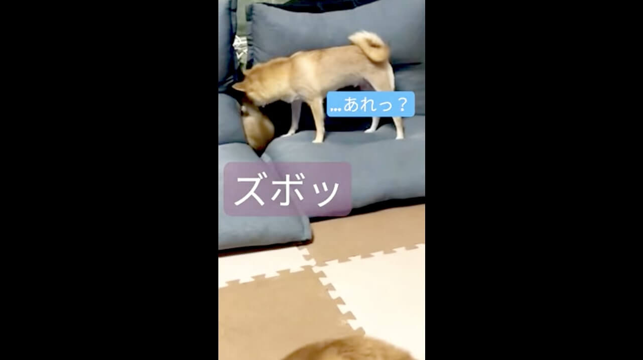 柴犬,動画,イッヌドットライフ