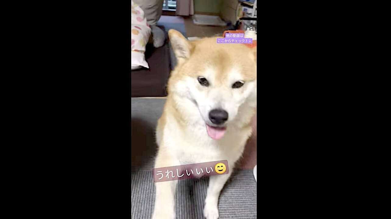 柴犬,動画,イッヌドットライフ