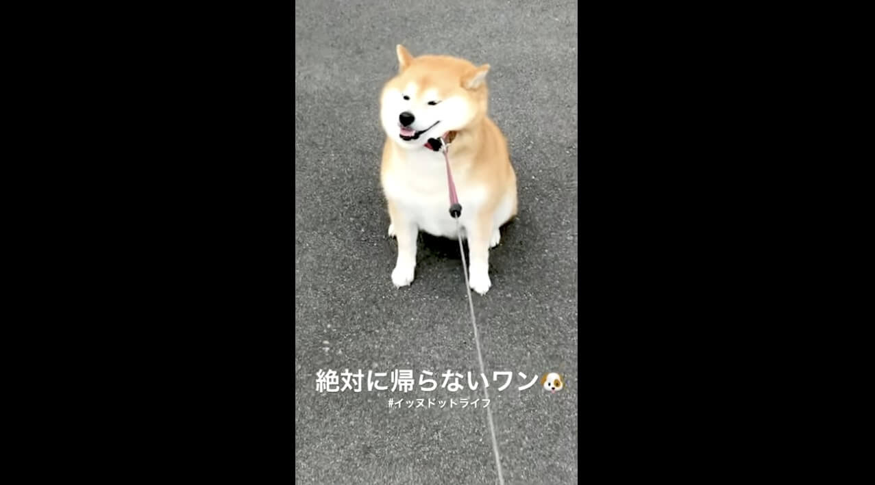 柴犬,YouTube
