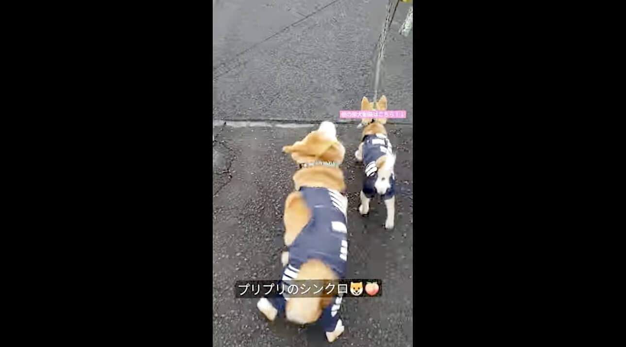柴犬,動画,イッヌドットライフ