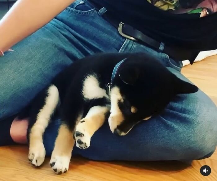 柴犬,Instagram