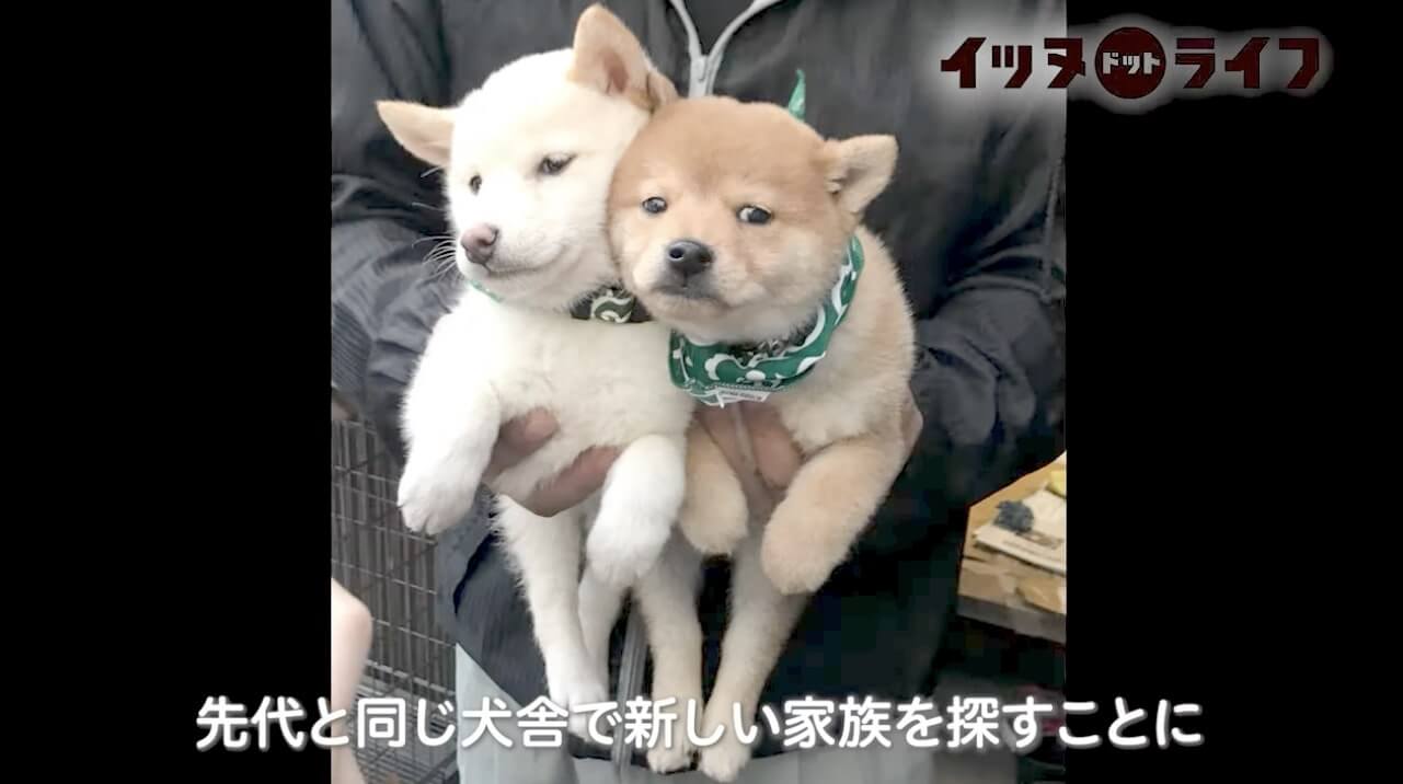 柴犬,動画,イッヌドットライフ