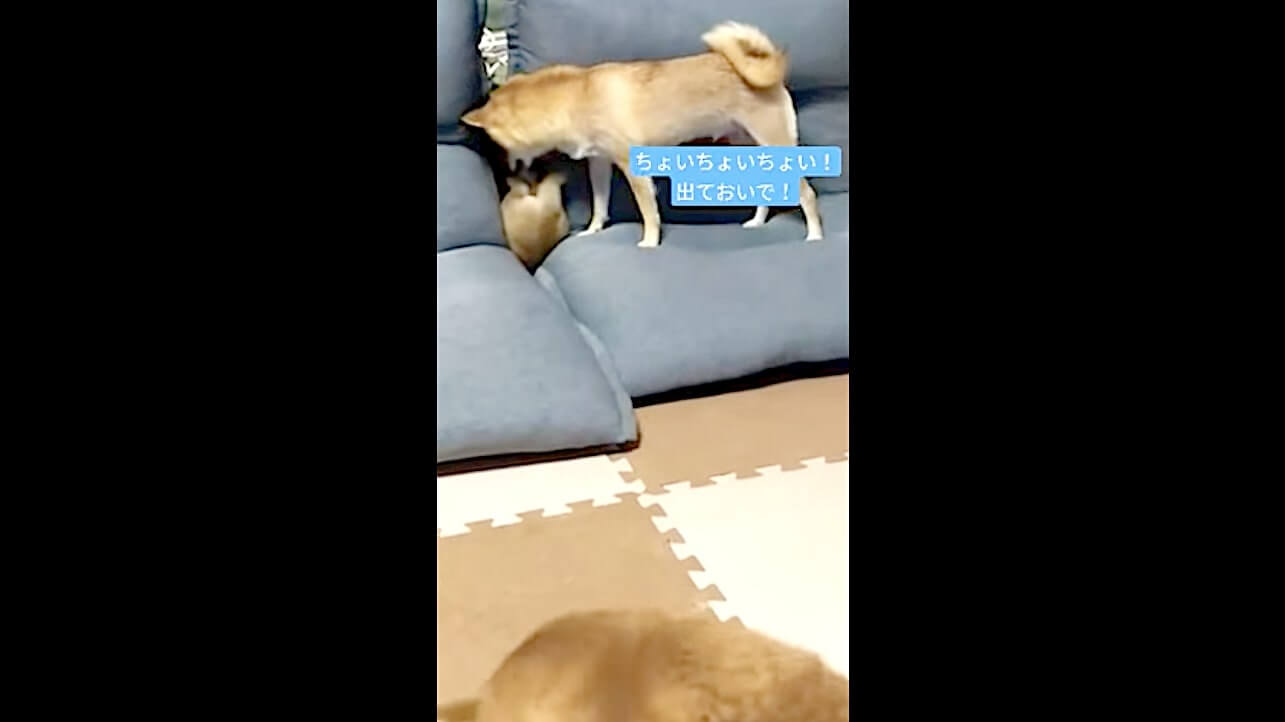 柴犬,動画,イッヌドットライフ