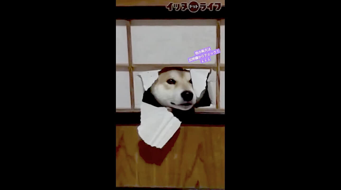 柴犬,動画,イッヌドットライフ