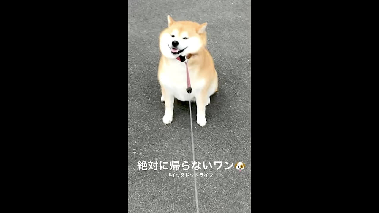 柴犬,YouTube