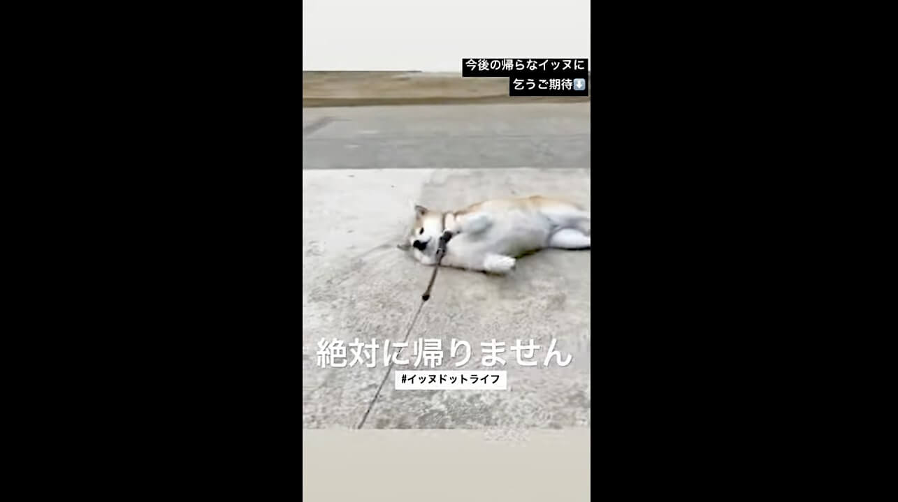 柴犬,動画,イッヌドットライフ
