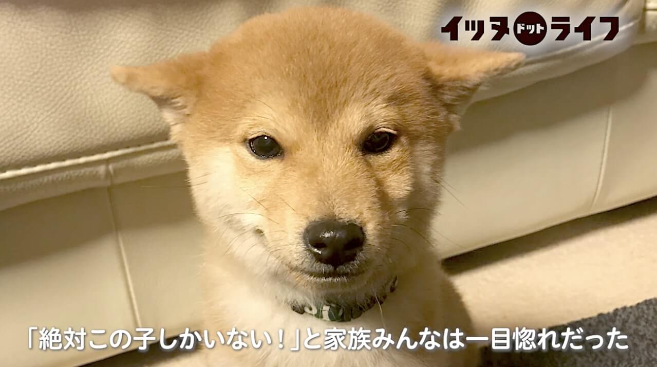 柴犬,動画,イッヌドットライフ