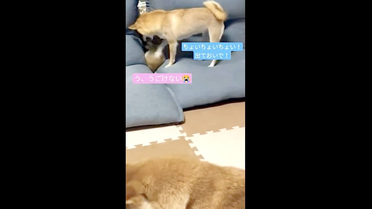 柴犬,動画,イッヌドットライフ