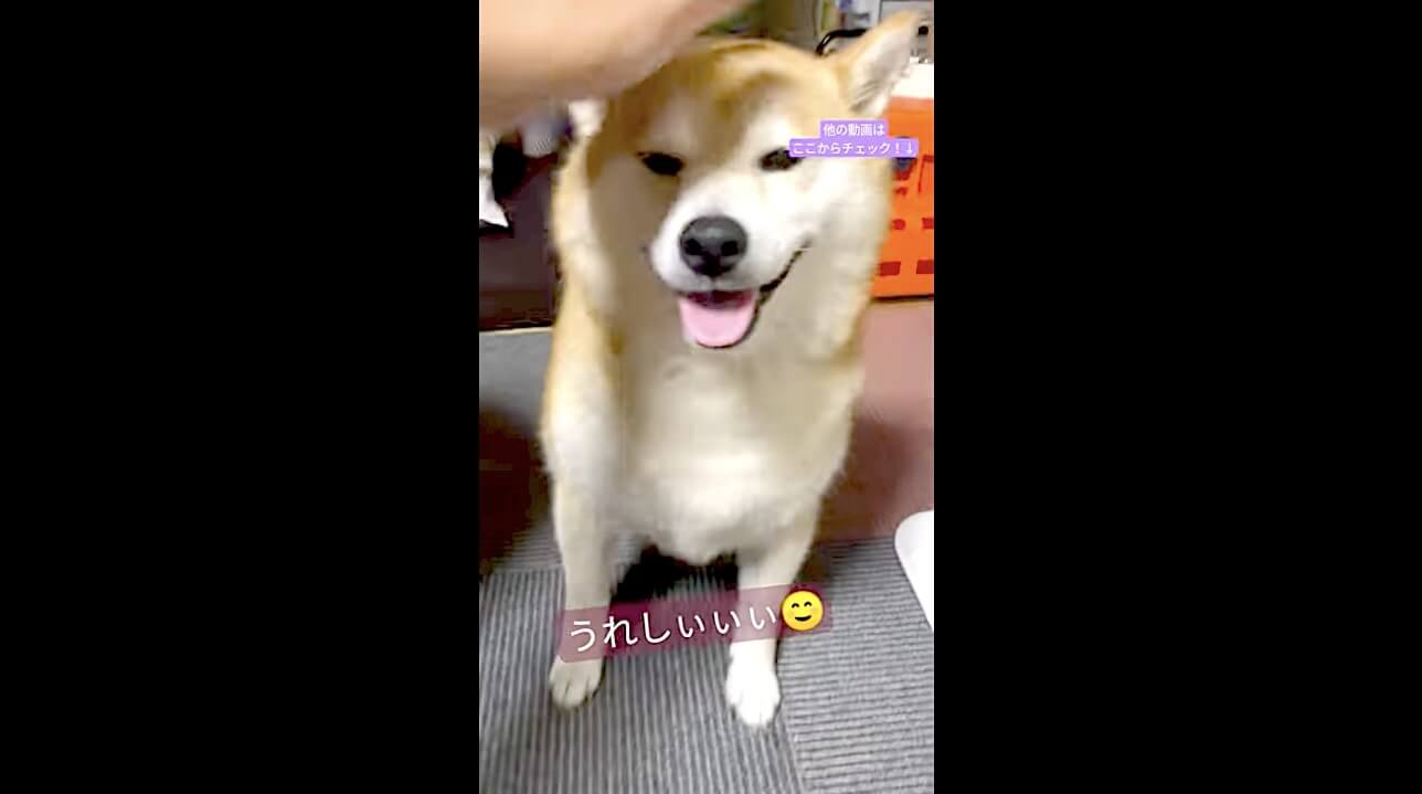 柴犬,動画,イッヌドットライフ