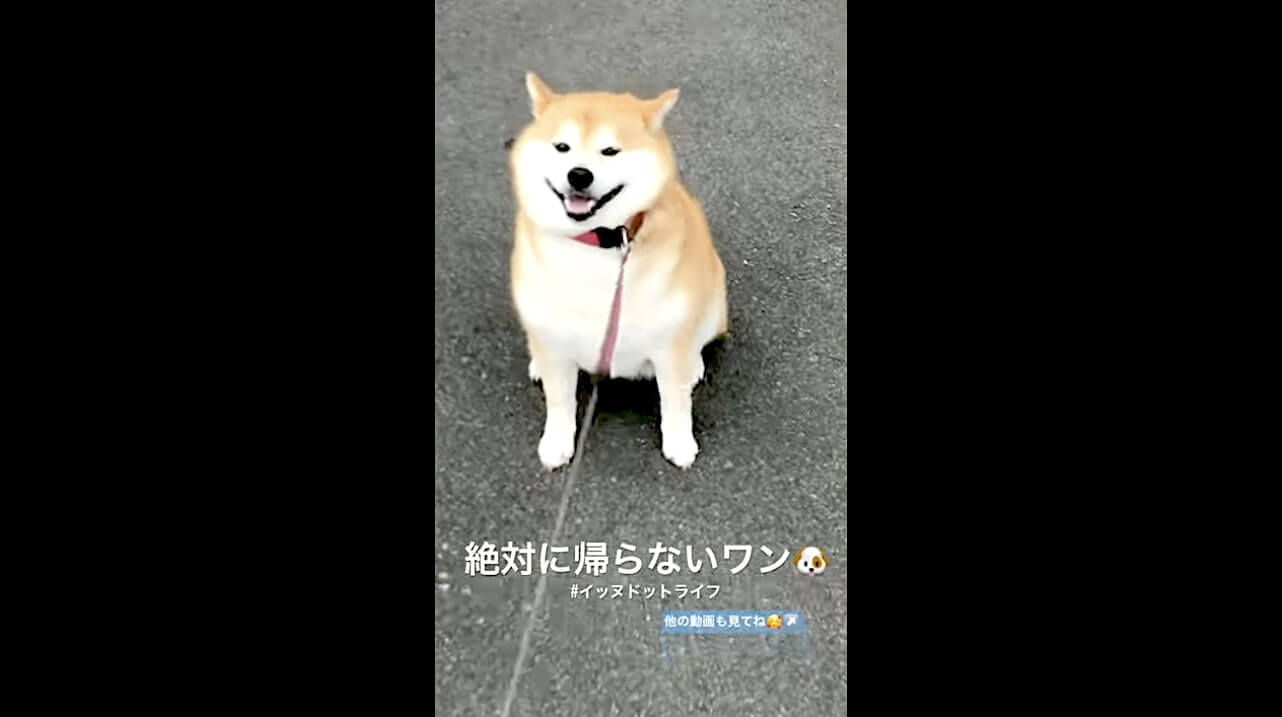 柴犬,YouTube
