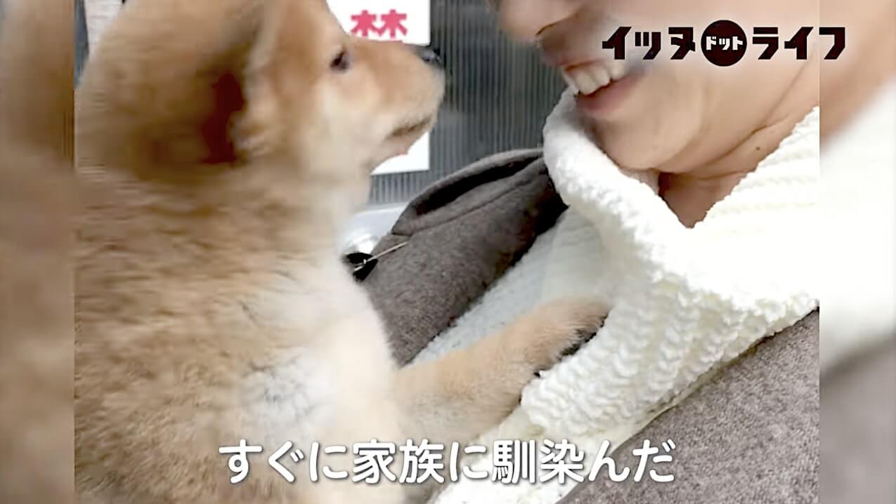 柴犬,動画,イッヌドットライフ