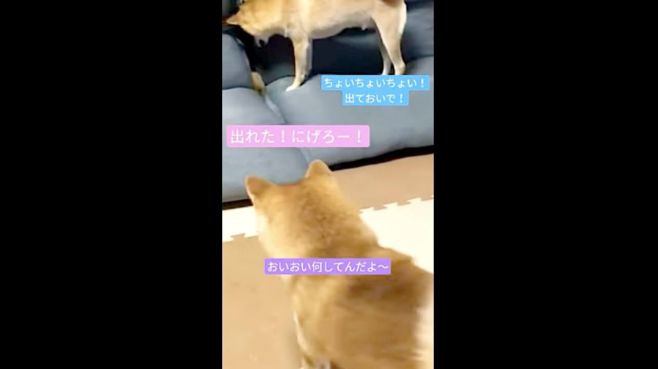 柴犬,動画,イッヌドットライフ