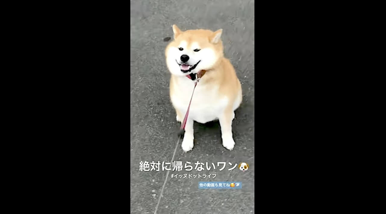 柴犬,YouTube