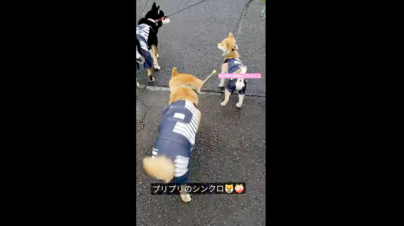 柴犬,動画,イッヌドットライフ