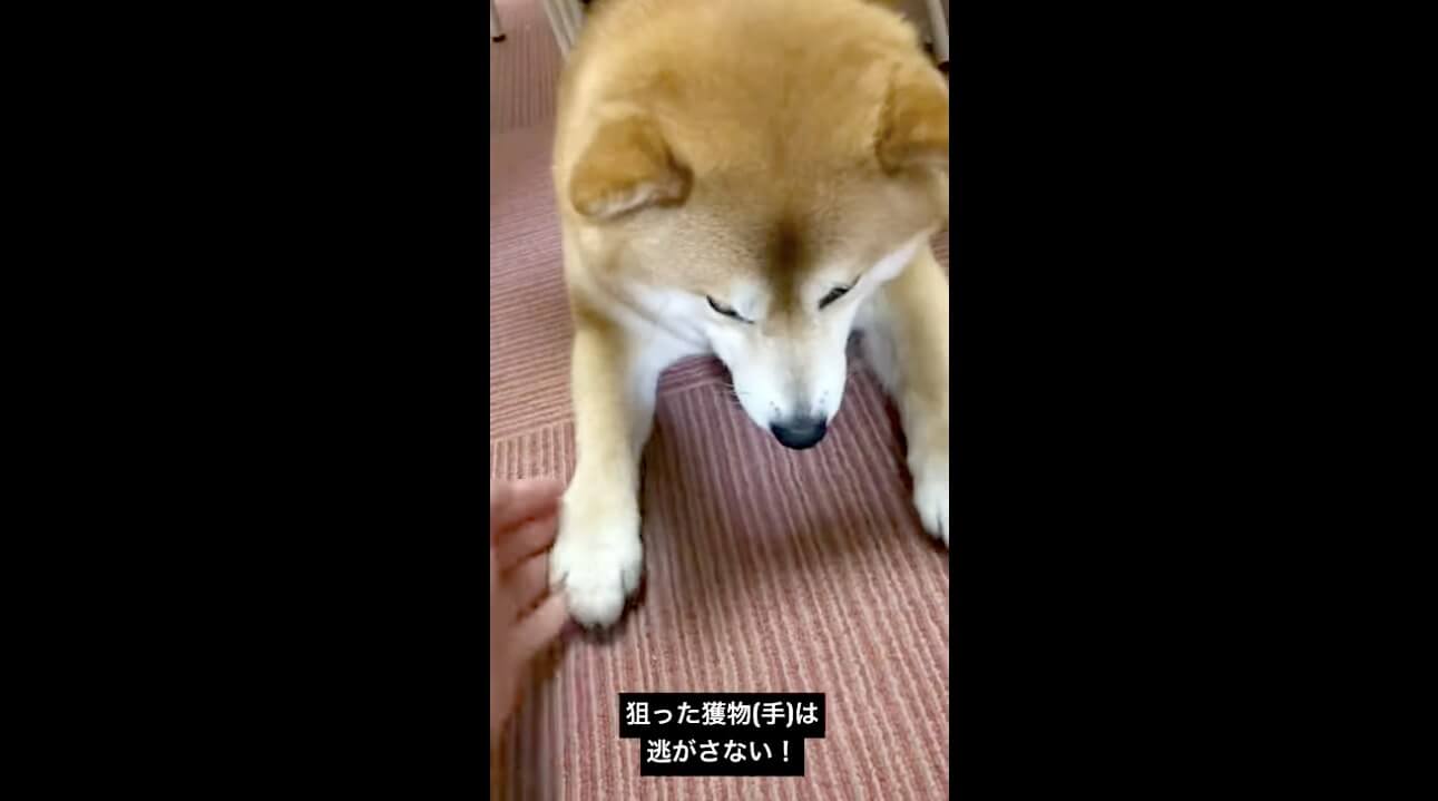 柴犬,動画,イッヌドットライフ