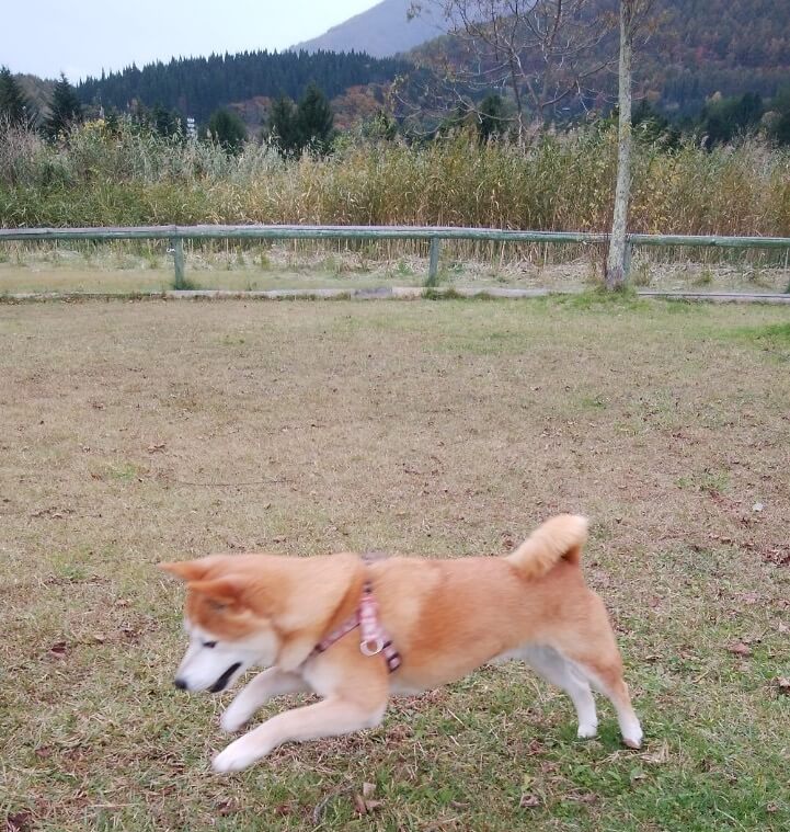 柴犬