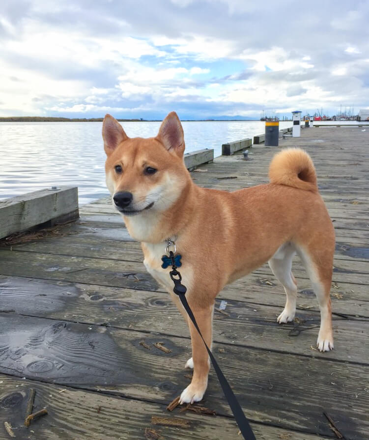 柴犬ライフ,Ryucrew,カナダ,YouTube