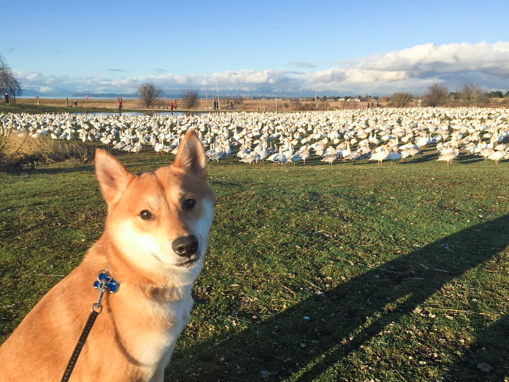 柴犬ライフ,Ryucrew,カナダ,YouTube