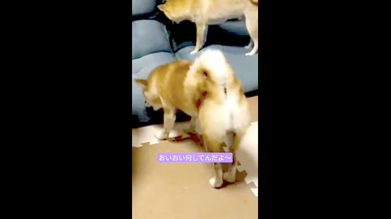 柴犬,動画,イッヌドットライフ