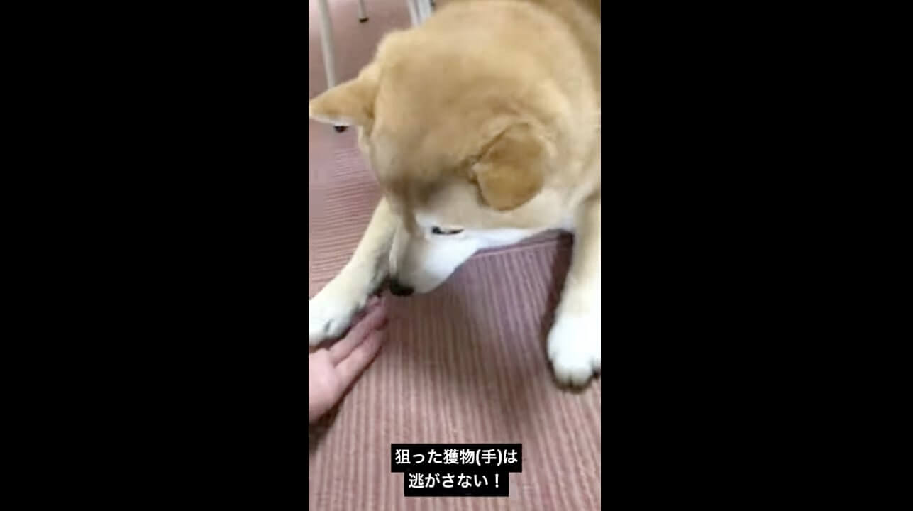 柴犬,動画,イッヌドットライフ