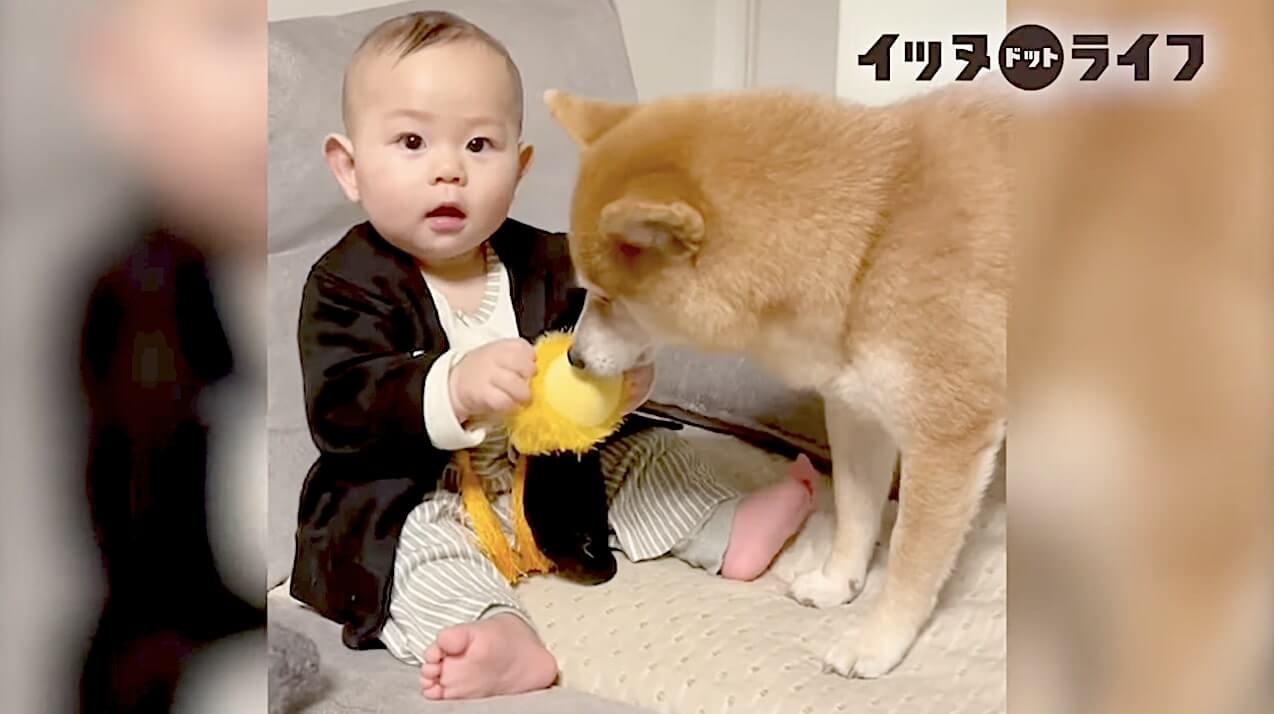 柴犬,動画,イッヌドットライフ