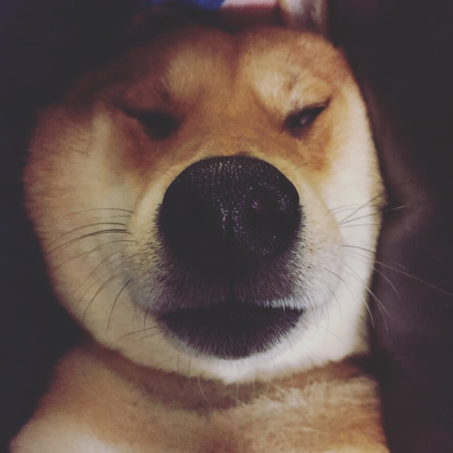 柴犬ライフ,Ryucrew,カナダ,YouTube