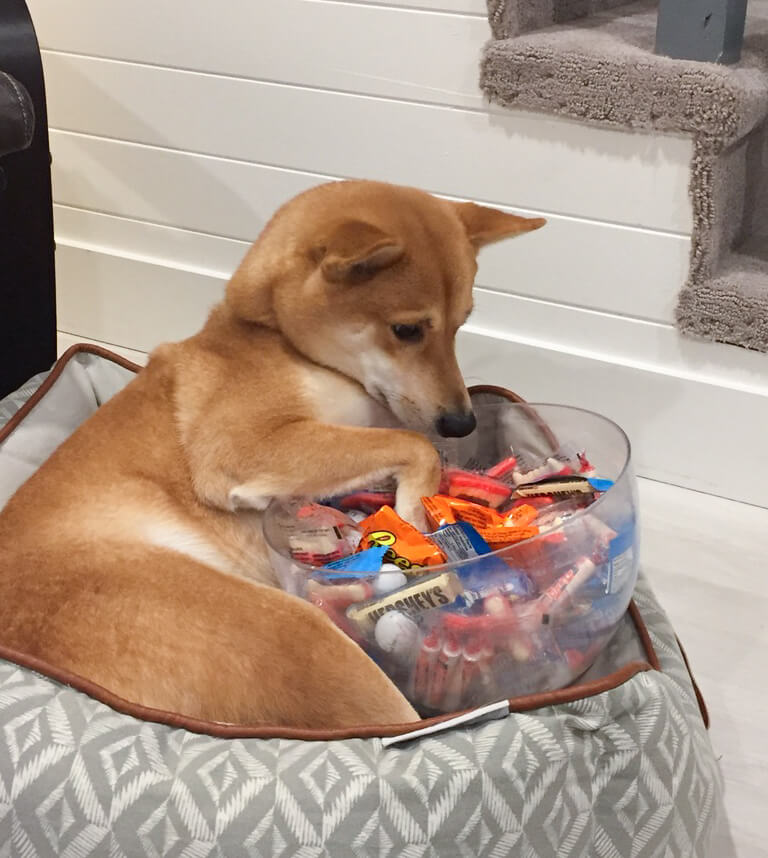 柴犬ライフ,Ryucrew,カナダ,YouTube